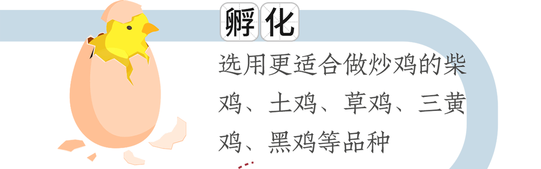 孵化。選用更適合做炒雞的柴雞、土雞、草雞、三黃雞、黑雞等品種