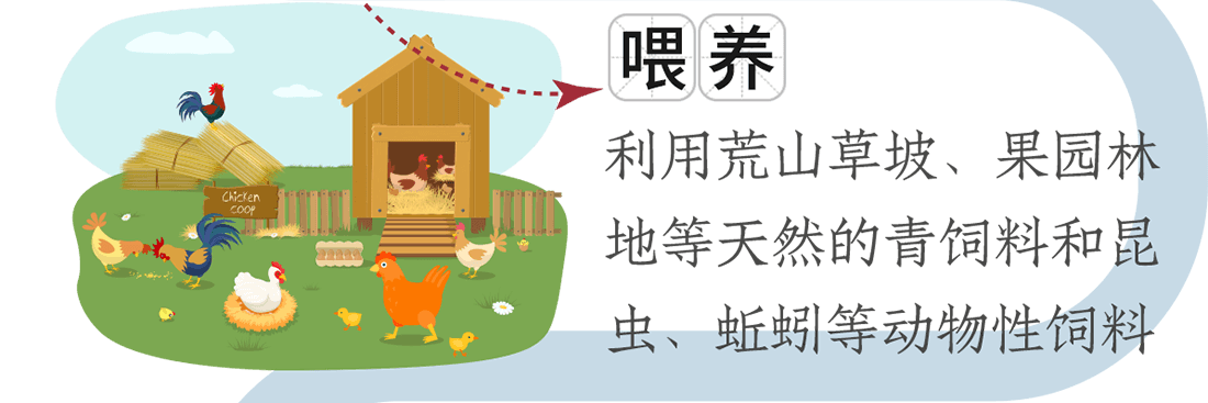 喂養(yǎng)。利用荒山草坡、果園林地等天然的青飼料和昆蟲、蚯蚓等動物性飼料