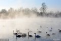 ?sh)ؕrg201811922_˹̩߅^(q)Zo^(q)Zˮ⿝@ɾZwhooper swanȻ^Ⱥґ